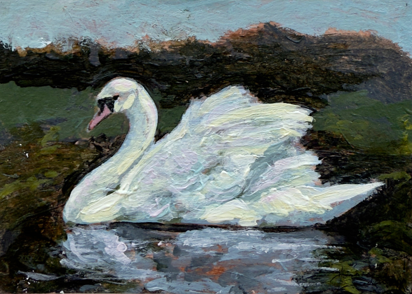 Evening Swan