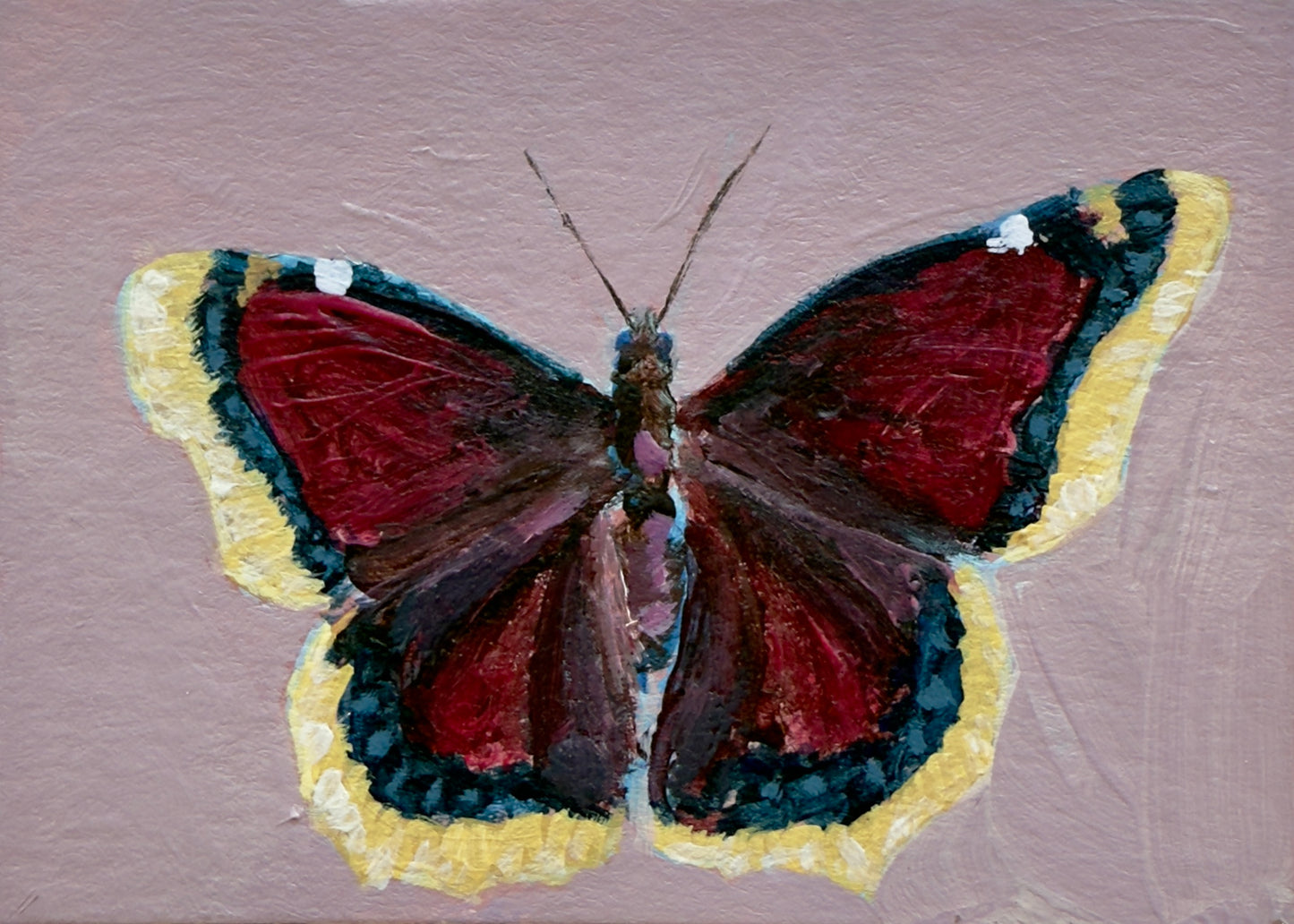 Mourning Cloak Butterfly